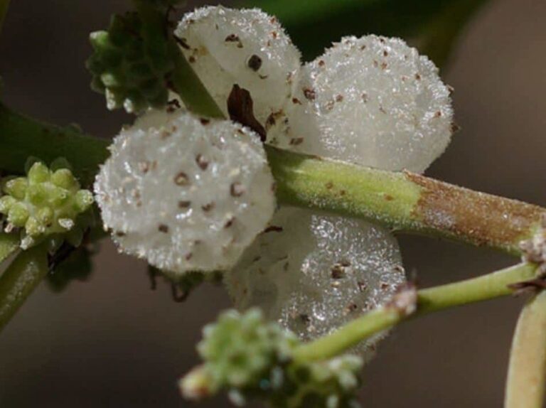 Native Mulberry - Tucker Bush