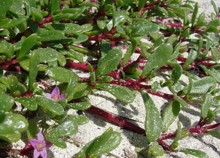 Sea Purslane - Tucker Bush
