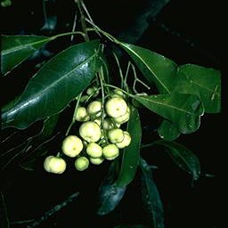 White Aspen - Tucker Bush