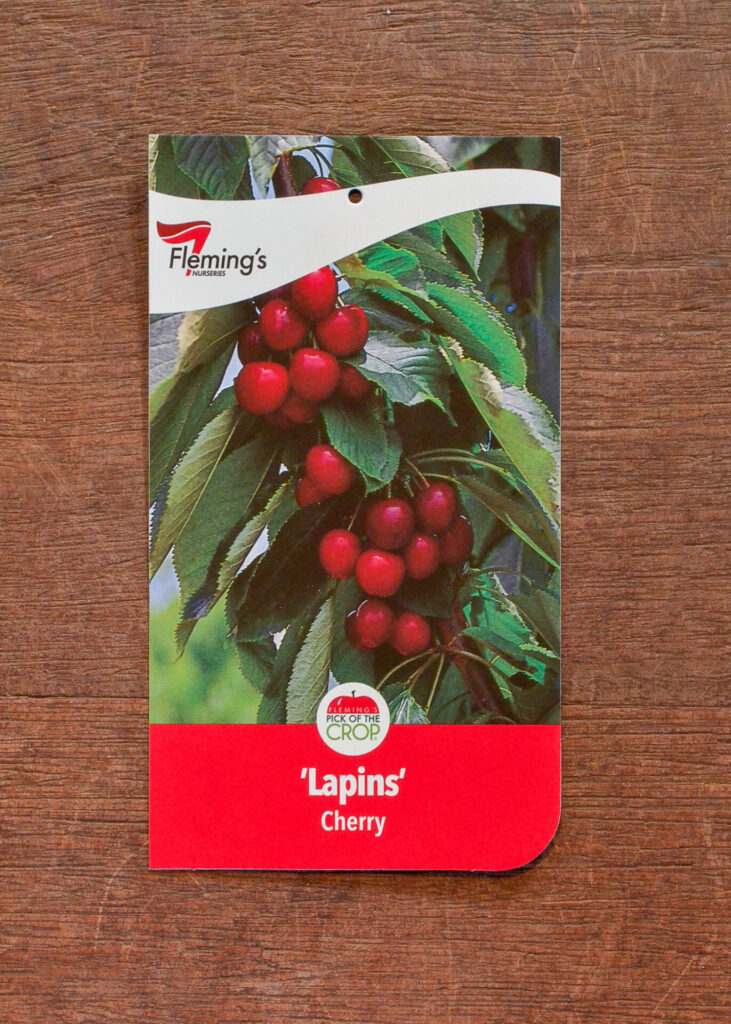 Cherry - Lapins