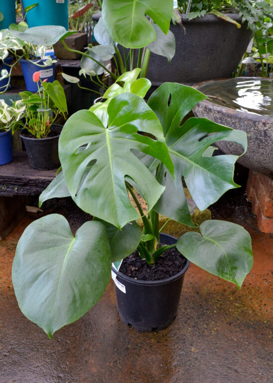 Monstera deliciosa