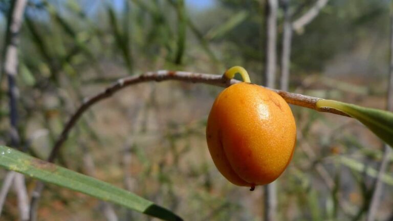 Gumbi Gumbi (Pittosporum angustifolium) - Tucker Bush