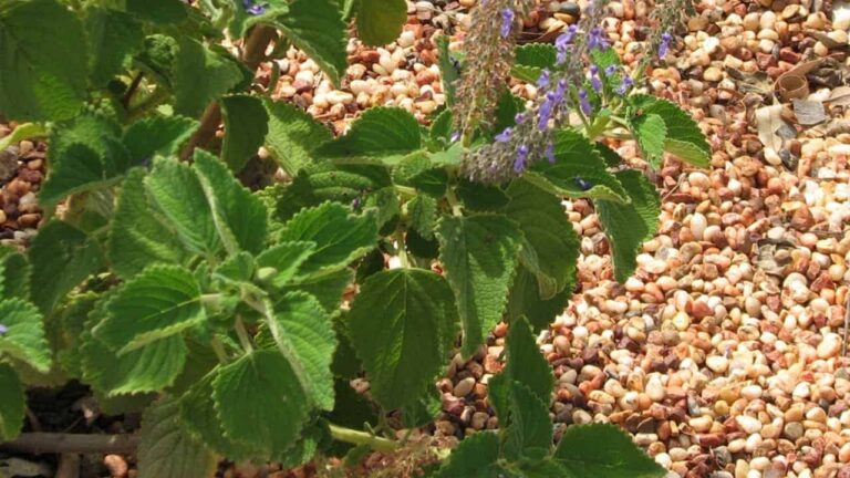 Bush Basil (Plectranthus graveolens) - Tucker Bush