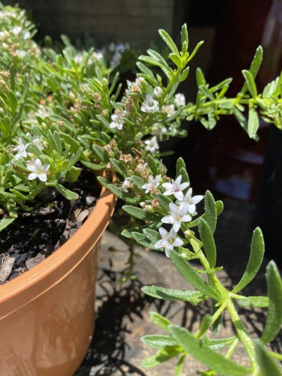 Myoporum - Fine Leaf Form