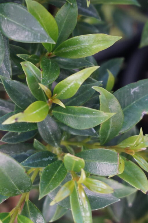 Lilly Pilly - Bush Christmas