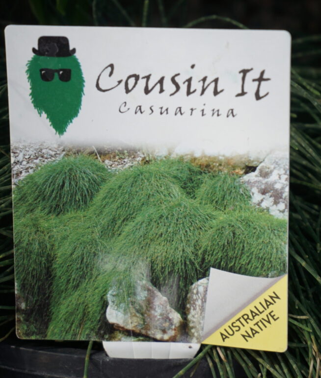 Casuarina - Cousin It