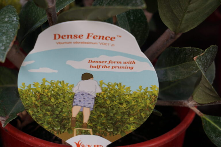 Viburnum - Dense Fence