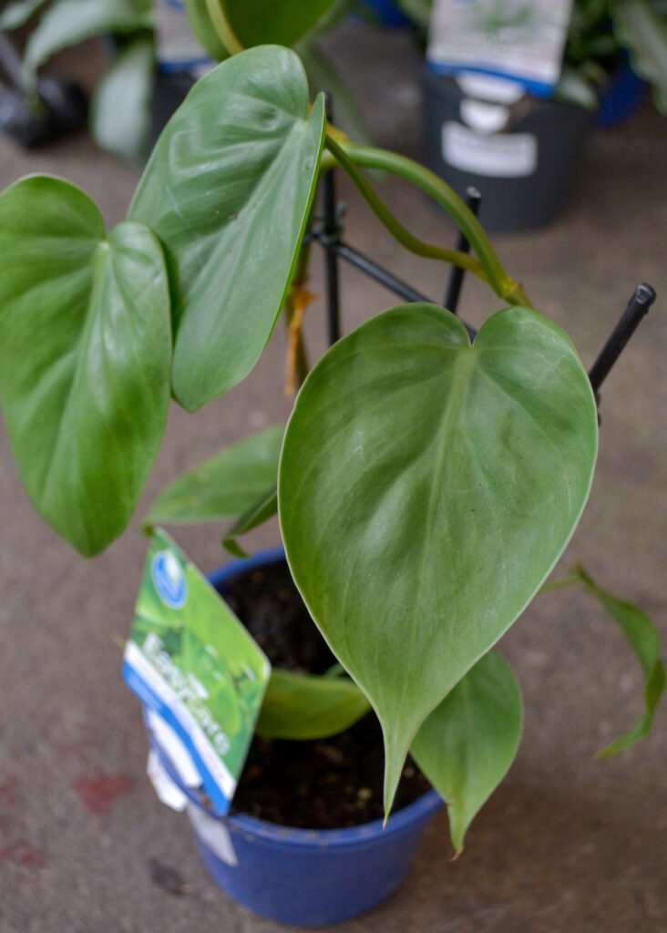 Philodendron cordatum - Heart Leaf - Image 2