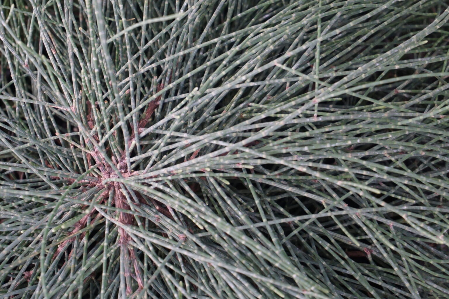 Casuarina - Cousin It - Image 2