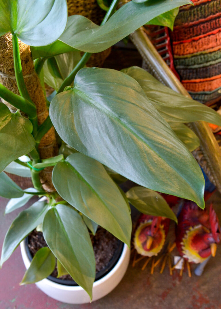 Philodendron - Silver Sword - Image 2