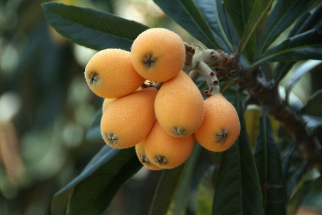 Loquat - Chatsworth