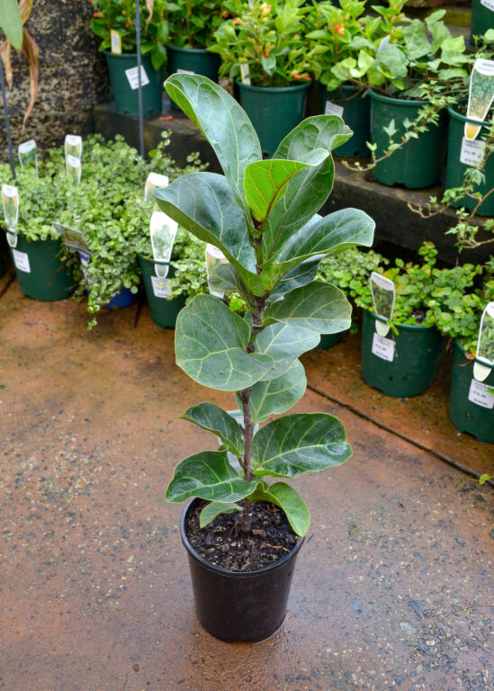 Ficus lyrata - Fiddle Leaf Fig