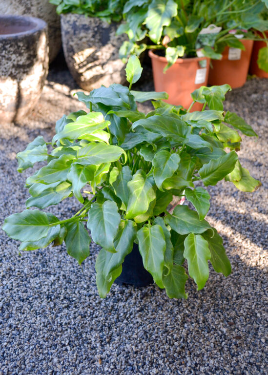 Philodendron - Xanadu