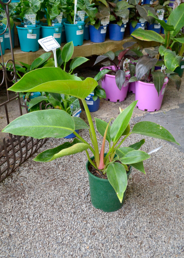 Philodendron - Green Congo