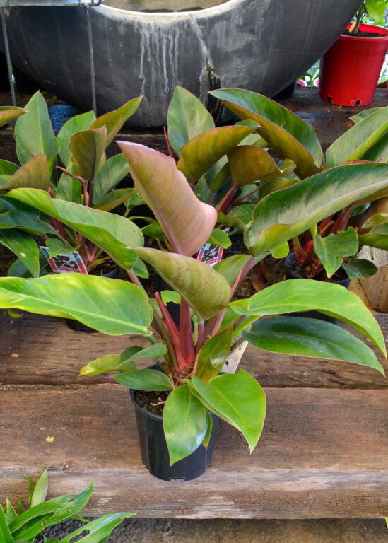 Philodendron - Rojo Congo