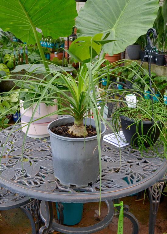 Palms - Guildford Garden Centre