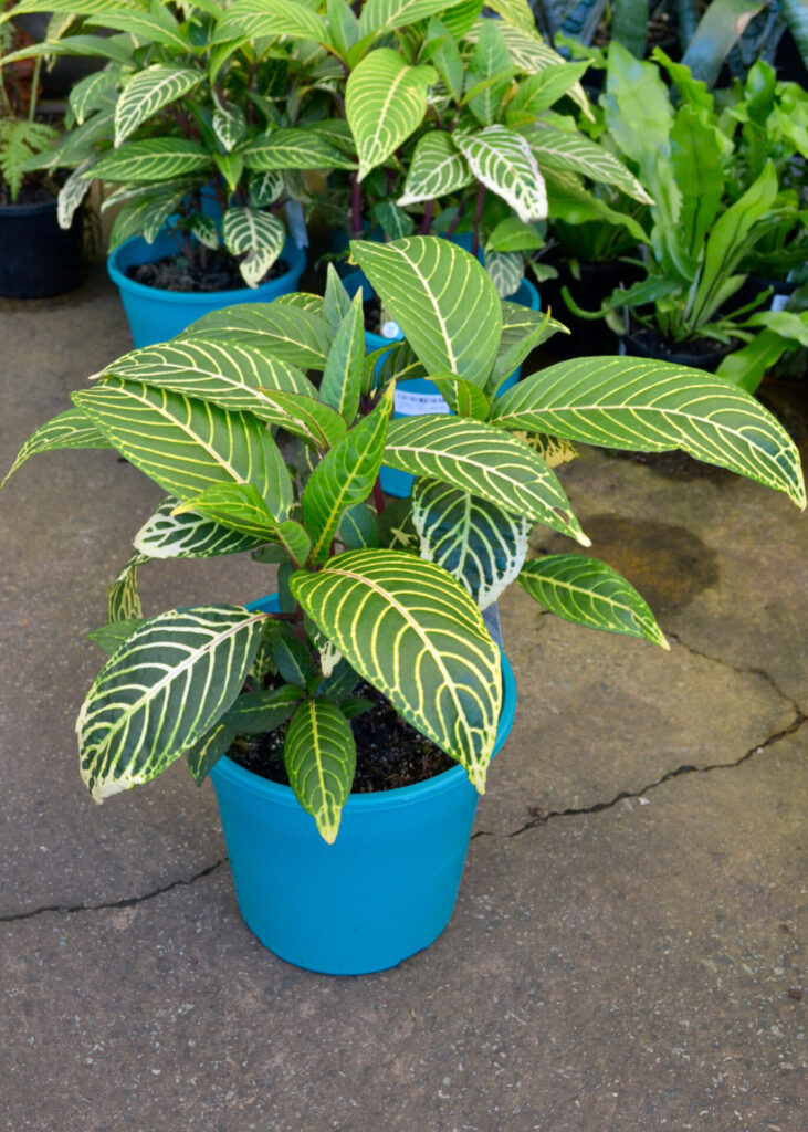 Sanchezia nobilis - Tiger Plant