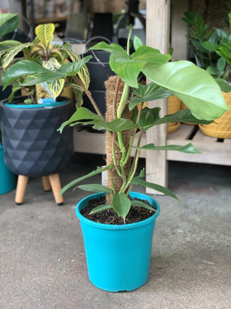 Philodendron - Squamiferum
