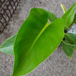Philodendron - Green Congo - Image 2