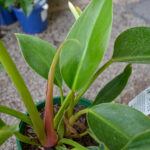 Philodendron - Green Congo - Image 3