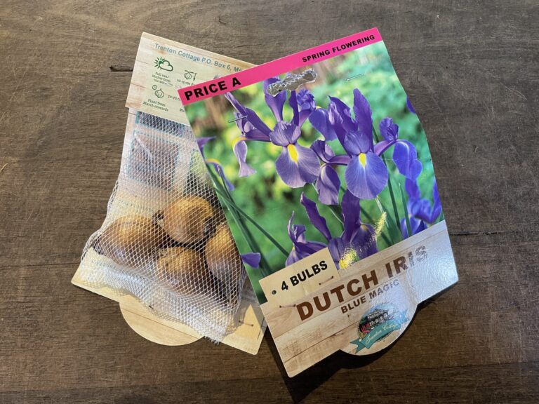 Dutch Iris - Blue Magic - Bulbs