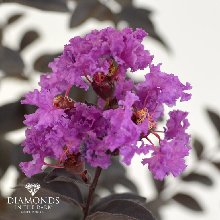 Crepe Myrtle - Diamonds in the Dark® - Purely Purple