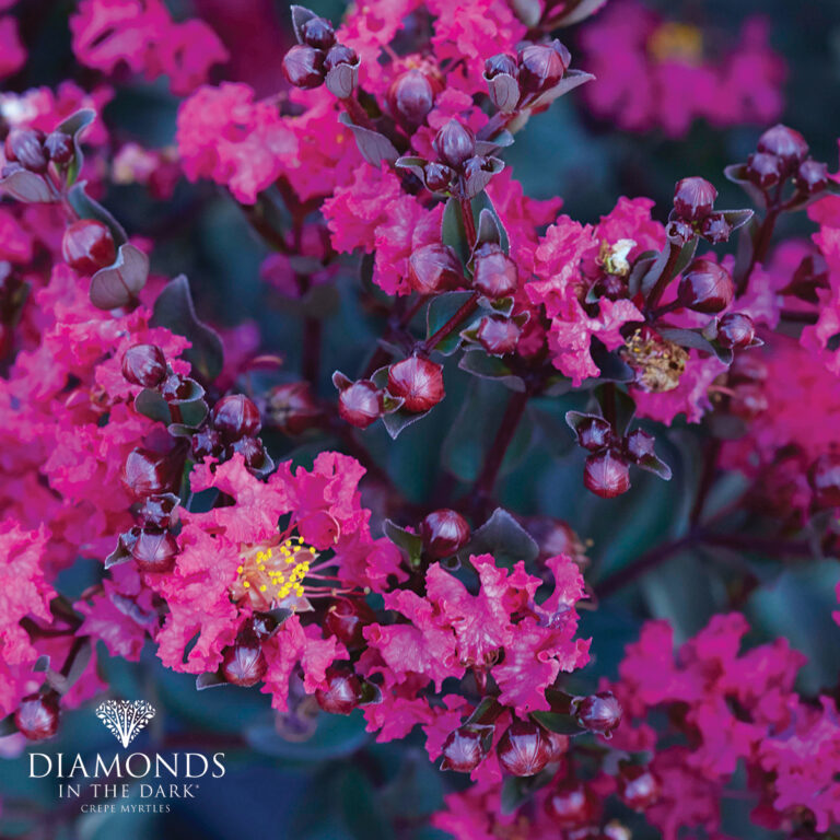 Crepe Myrtle - Diamonds in the Dark® - Mystic Magenta
