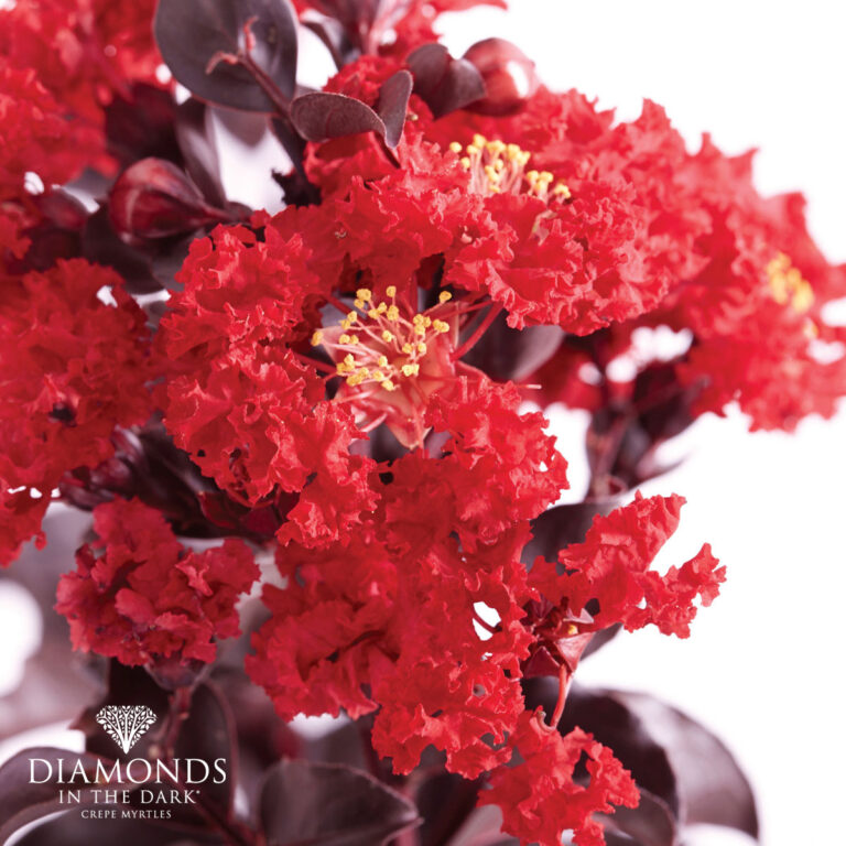 Crepe Myrtle - Diamonds in the Dark® - Best Red