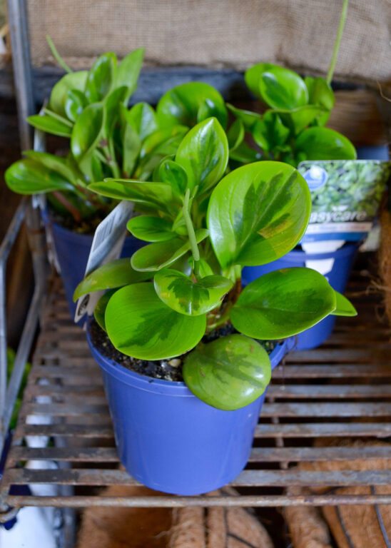 Peperomia - Lemon Lime