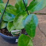 Hoya - Carnosa - Image 2