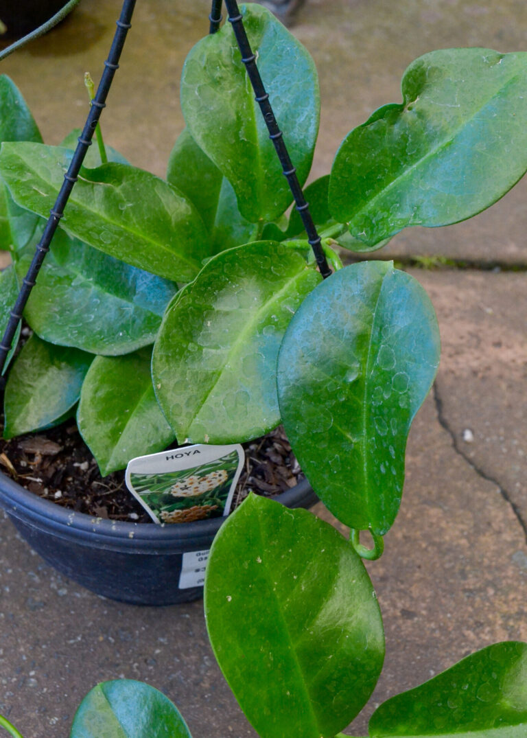 Hoya - Carnosa - Image 2