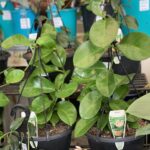 Hoya - Carnosa - Image 3