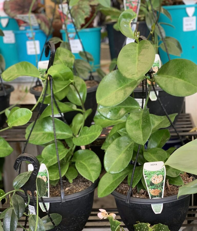 Hoya - Carnosa - Image 3