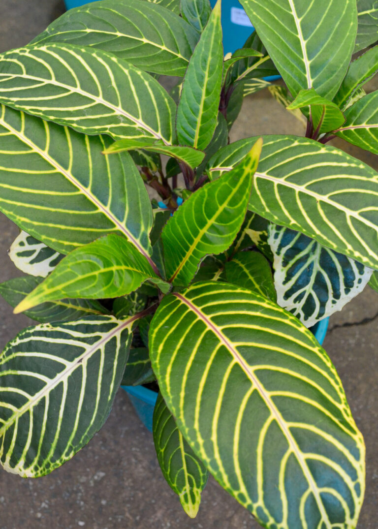 Sanchezia nobilis - Tiger Plant - Image 2