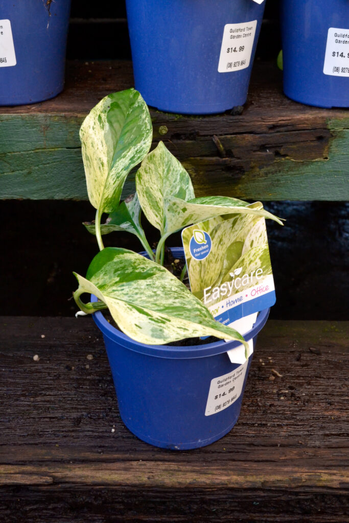 Epipremnum - Marble Queen