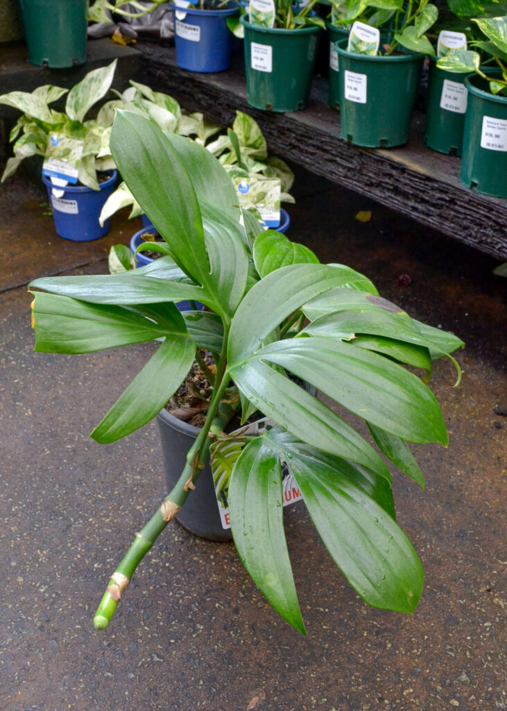 Rhaphidophora - Dragon's Tail