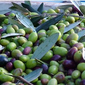 Olive - Correggio