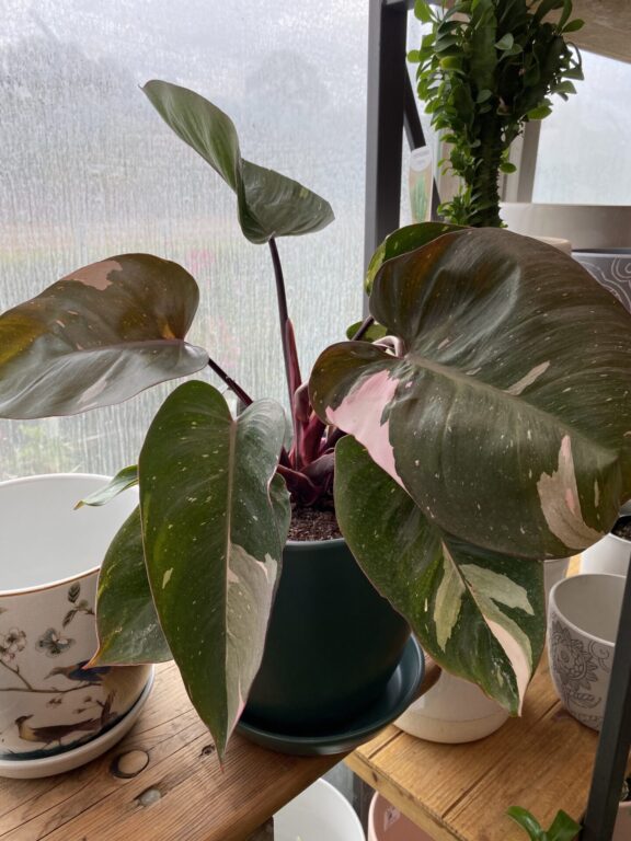 Philodendron - Pink Princess