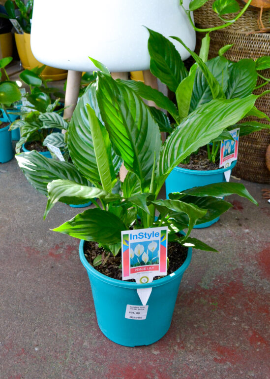 Spathiphyllum – Peace Lily