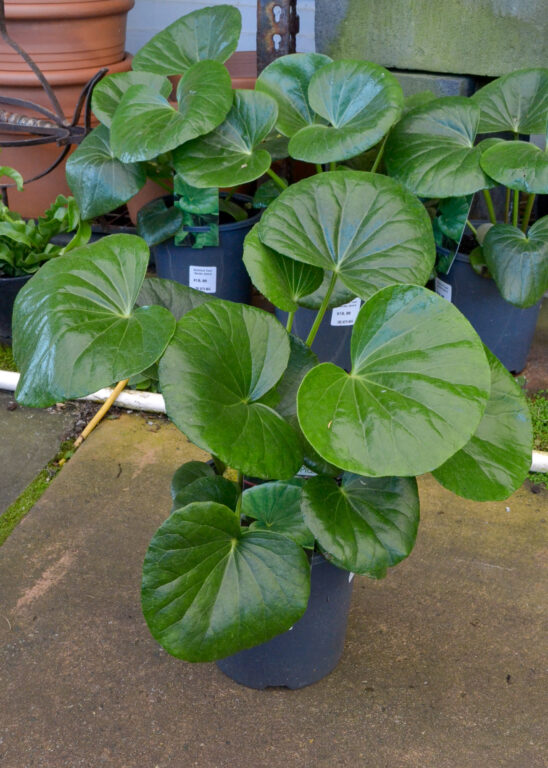 Ligularia - Tractor Seat Plant