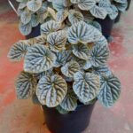 Peperomia - Silver Ripples