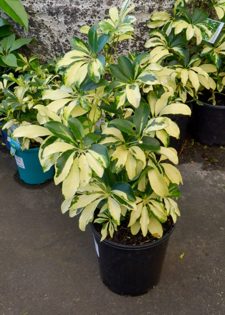 Schefflera - Variegated Umbrella Tree