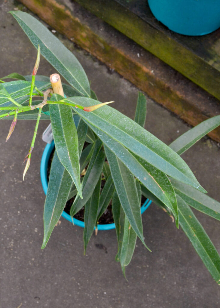 Ficus longifolia - Image 2