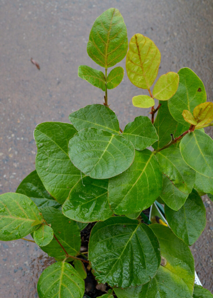 Kennedia - Black Coral Pea
