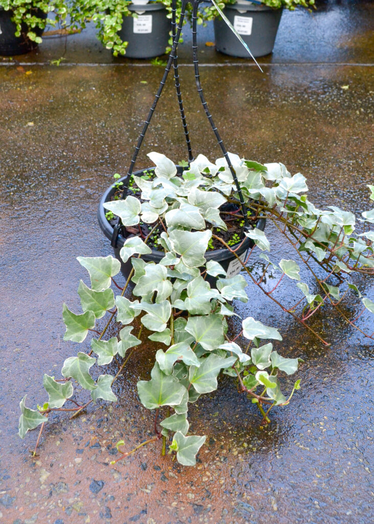 Ivy - Cascade White