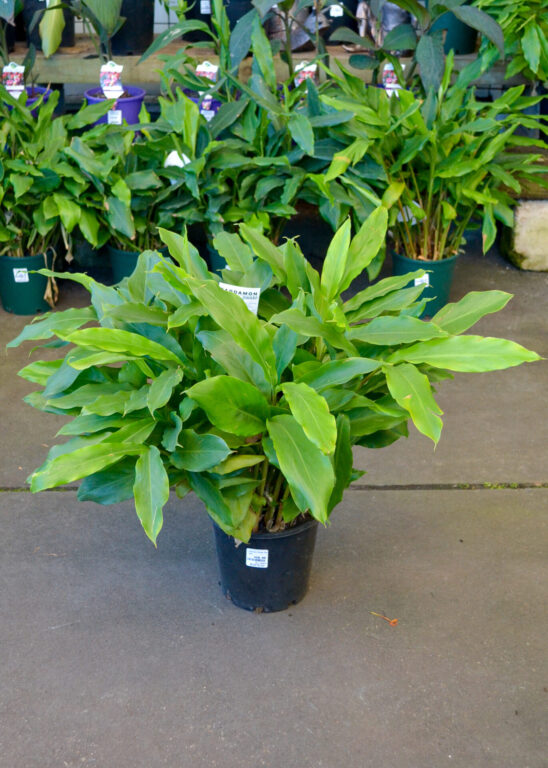 Alpinia - False Cardamom - Dwarf