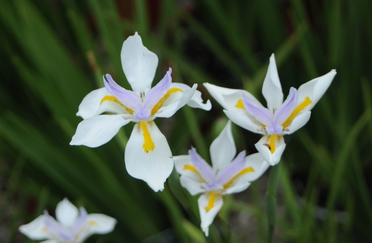 Dietes grandiflora - Fairy Iris
