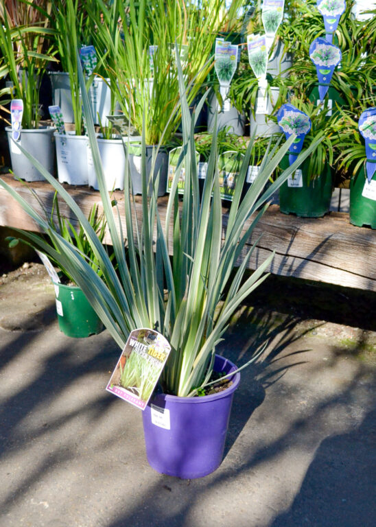 Dietes - White Tiger