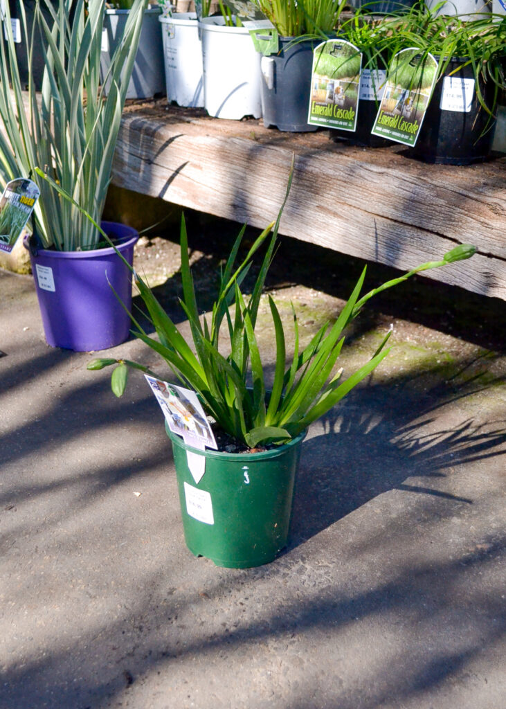 Dietes - Tiny Dancer