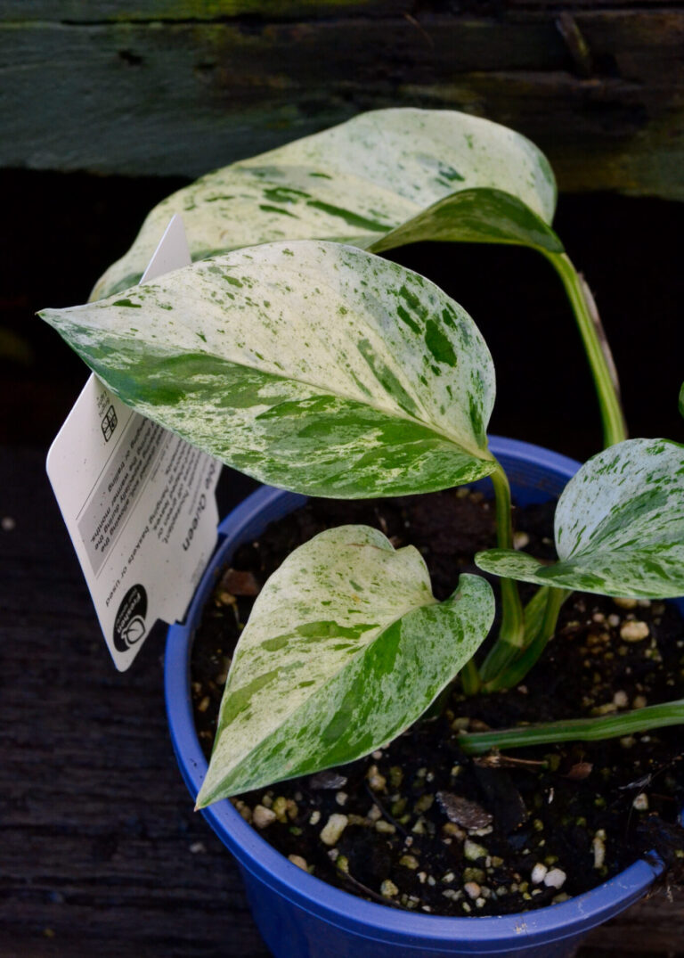 Epipremnum - Marble Queen - Image 2